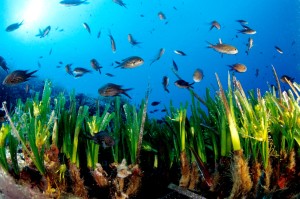 posidonia-oceanica_mediterranean-