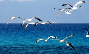 cropped-favignana-gabbiani-in-volo-al-faraglione-paolo-balistreri-3-4